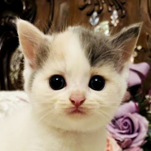 Japan Animal Travels channel avatar