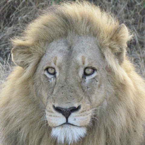 Kruger National Park channel avatar