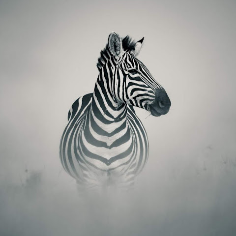 Serengeti Safari One Day at Time channel avatar
